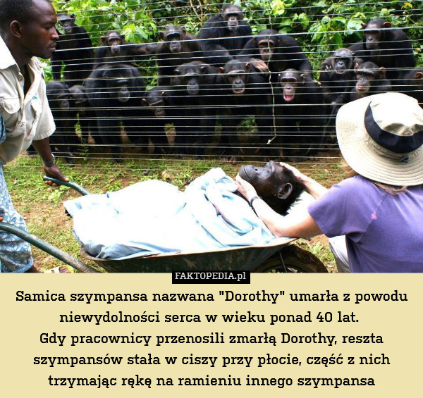 Samica szympansa nazwana "Dorothy" umarła z powodu niewydolności serca w wieku ponad 40 lat. 
Gdy pracownicy przenosili zmarłą Dorothy, reszta szympansów stała w ciszy przy płocie, część z nich trzymając rękę na ramieniu innego szympansa 