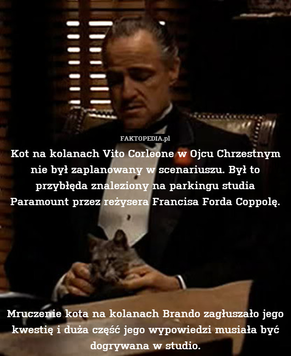 Kot na kolanach Vito Corleone w Ojcu Chrzestnym nie był zaplanowany w scenariuszu. Był to przybłęda znaleziony na parkingu studia Paramount przez reżysera Francisa Forda Coppolę.






Mruczenie kota na kolanach Brando zagłuszało jego kwestię i duża część jego wypowiedzi musiała być dogrywana w studio. 