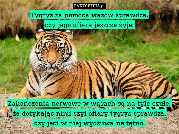 Tygrys za pomocą wąsów sprawdza,
czy jego ofiara jeszcze żyje.







Zakończenia nerwowe w wąsach są na tyle czułe, że dotykając nimi szyi ofiary tygrys sprawdza,
czy jest w niej wyczuwalne tętno. 