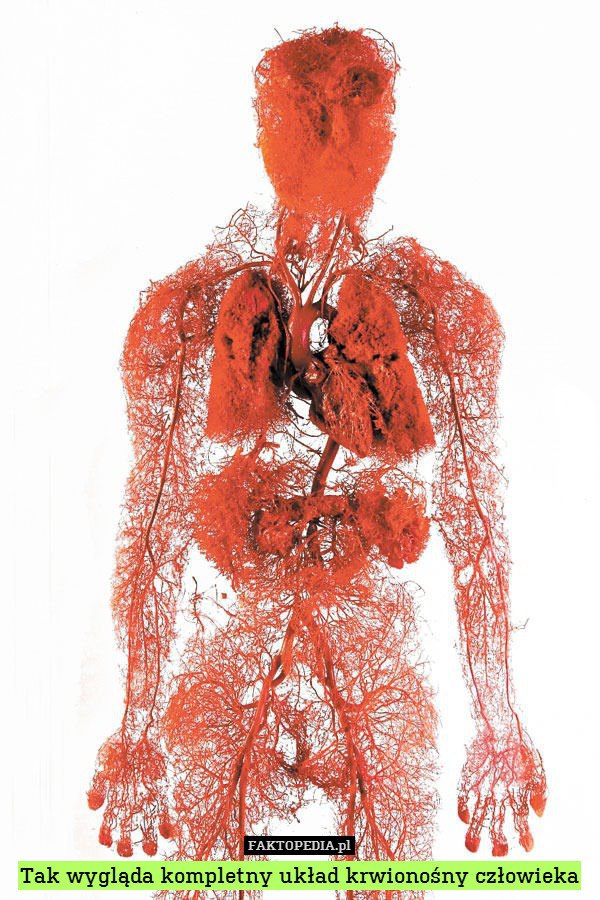Tak wygląda kompletny układ krwionośny człowieka 