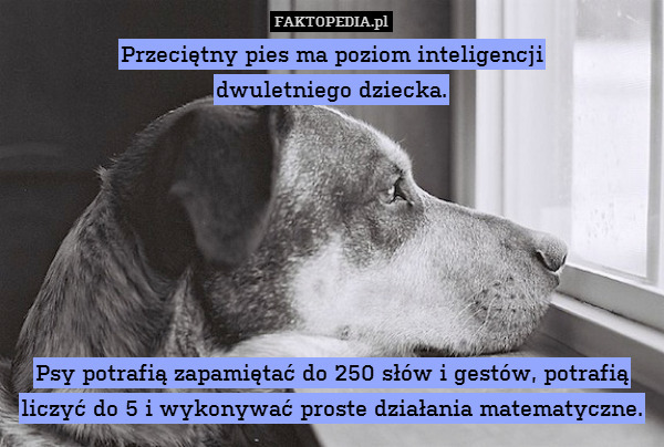 Przeciętny pies ma poziom inteligencji
dwuletniego dziecka.







Psy potrafią zapamiętać do 250 słów i gestów, potrafią liczyć do 5 i wykonywać proste działania matematyczne. 