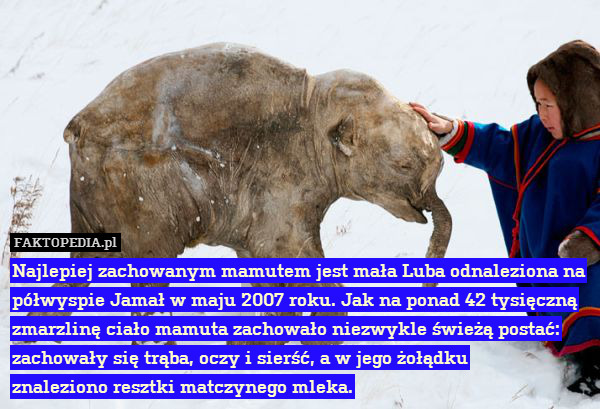 Najlepiej zachowanym mamutem jest mała Luba odnaleziona na półwyspie Jamał w maju 2007 roku. Jak na ponad 42 tysięczną zmarzlinę ciało mamuta zachowało niezwykle świeżą postać: zachowały się trąba, oczy i sierść, a w jego żołądku
znaleziono resztki matczynego mleka. 