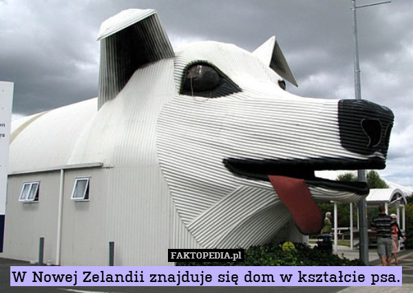 W Nowej Zelandii znajduje się dom w kształcie psa. 