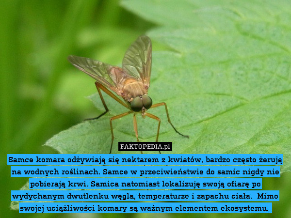 Samce komara odżywiają się nektarem z kwiatów, bardzo często żerują na wodnych roślinach. Samce w przeciwieństwie do samic nigdy nie pobierają krwi. Samica natomiast lokalizuję swoją ofiarę po wydychanym dwutlenku węgla, temperaturze i zapachu ciała.  Mimo swojej uciążliwości komary są ważnym elementem ekosystemu. 