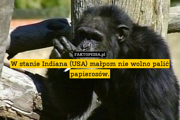 W stanie Indiana (USA) małpom nie wolno palić papierosów. 