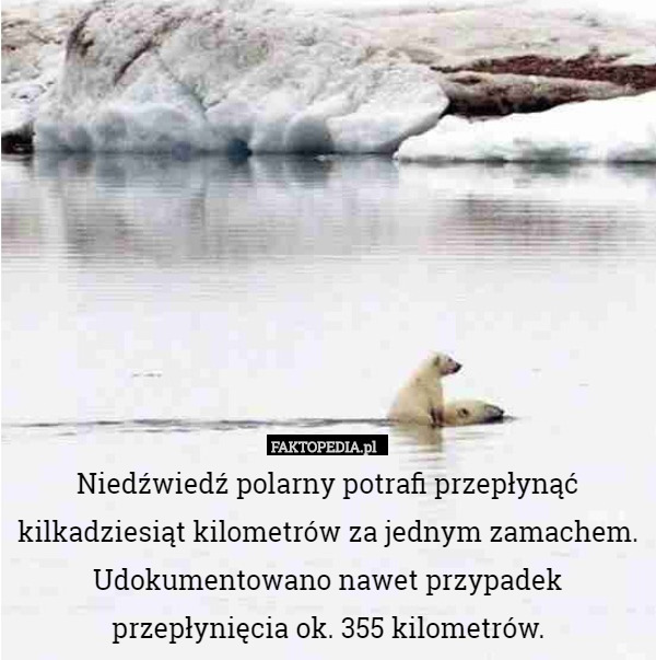 Niedźwiedź polarny potrafi przepłynąć kilkadziesiąt kilometrów za jednym zamachem. Udokumentowano nawet przypadek przepłynięcia ok. 355 kilometrów. 