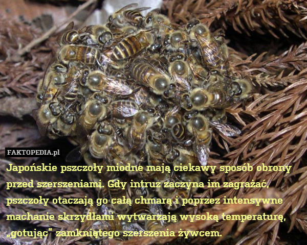 Japońskie pszczoły miodne mają ciekawy sposób obrony przed szerszeniami. Gdy intruz zaczyna im zagrażać, pszczoły otaczają go całą chmarą i poprzez intensywne machanie skrzydłami wytwarzają wysoką temperaturę, „gotując” zamkniętego szerszenia żywcem. 