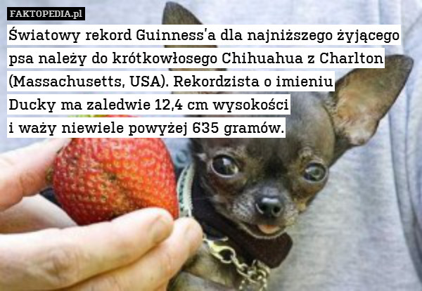 Światowy rekord Guinness’a dla najniższego żyjącego psa należy do krótkowłosego Chihuahua z Charlton (Massachusetts, USA). Rekordzista o imieniu
Ducky ma zaledwie 12,4 cm wysokości
i waży niewiele powyżej 635 gramów. 