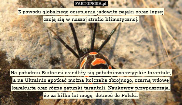 Z powodu globalnego ocieplenia jadowite pająki coraz lepiej
czują się w naszej strefie klimatycznej.






Na południu Białorusi osiedliły się południoworosyjskie tarantule,
a na Ukrainie spotkać można kolczaka zbrojnego, czarną wdowę
karakurta oraz różne gatunki tarantuli. Naukowcy przypuszczają,
że za kilka lat mogą  dotrzeć do Polski. 
