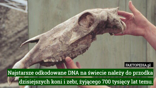 Najstarsze odkodowane DNA na świecie należy do przodka dzisiejszych koni i zebr, żyjącego 700 tysięcy lat temu. 