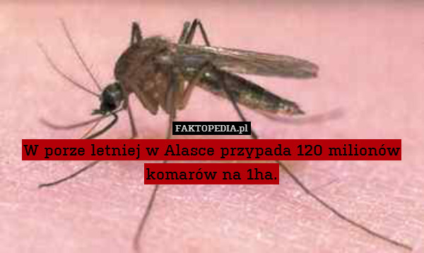 W porze letniej w Alasce przypada 120 milionów komarów na 1ha. 