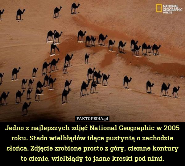 Jedno z najlepszych zdjęć National Geographic w 2005 roku. Stado wielbłądów idące pustynią o zachodzie słońca. Zdjęcie zrobione prosto z góry, ciemne kontury to cienie, wielbłądy to jasne kreski pod nimi. 