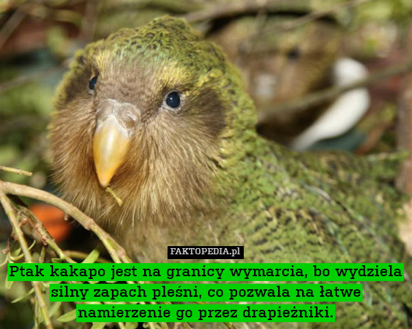 Ptak kakapo jest na granicy wymarcia, bo wydziela silny zapach pleśni, co pozwala na łatwe namierzenie go przez drapieżniki. 
