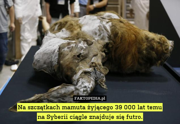 Na szczątkach mamuta żyjącego 39 000 lat temu
na Syberii ciągle znajduje się futro. 
