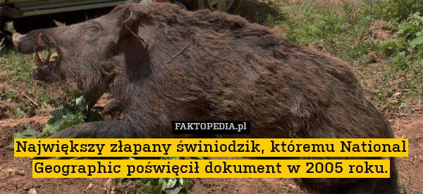 Największy złapany świniodzik, któremu National Geographic poświęcił dokument w 2005 roku.

Zwierzę miało ok. 2,5 m długości i ważyło 350 kg. 