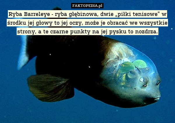 Ryba Barreleye - ryba głębinowa, dwie „piłki tenisowe” w środku jej głowy to jej oczy, może je obracać we wszystkie strony, a te czarne punkty na jej pysku to nozdrza. 