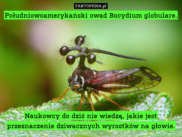 Południowoamerykański owad Bocydium globulare.









Naukowcy do dziś nie wiedzą, jakie jest przeznaczenie dziwacznych wyrostków na głowie. 