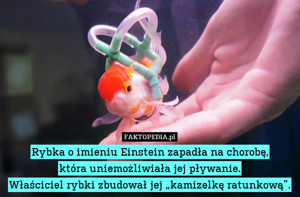 Rybka o imieniu Einstein zapadła na chorobę,
która uniemożliwiała jej pływanie.
Właściciel rybki zbudował jej „kamizelkę ratunkową”. 