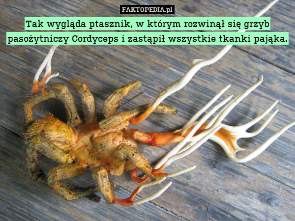Tak wygląda ptasznik, w którym rozwinął się grzyb pasożytniczy Cordyceps i zastąpił wszystkie tkanki pająka. 