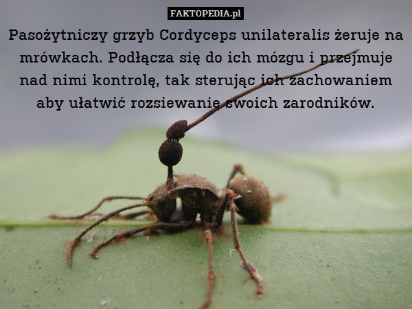 Pasożytniczy grzyb Cordyceps unilateralis żeruje na mrówkach. Podłącza się do ich mózgu i przejmuje nad nimi kontrolę, tak sterując ich zachowaniem aby ułatwić rozsiewanie swoich zarodników. 