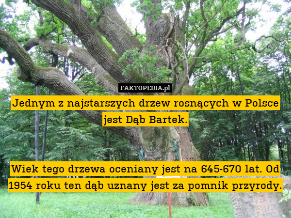 Jednym z najstarszych drzew rosnących w Polsce jest Dąb Bartek.


Wiek tego drzewa oceniany jest na 645-670 lat. Od 1954 roku ten dąb uznany jest za pomnik przyrody. 