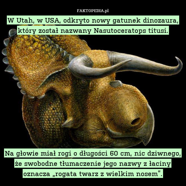 W Utah, w USA, odkryto nowy gatunek dinozaura, który został nazwany Nasutoceratops titusi.











Na głowie miał rogi o długości 60 cm, nic dziwnego, że swobodne tłumaczenie jego nazwy z łaciny oznacza „rogata twarz z wielkim nosem”. 