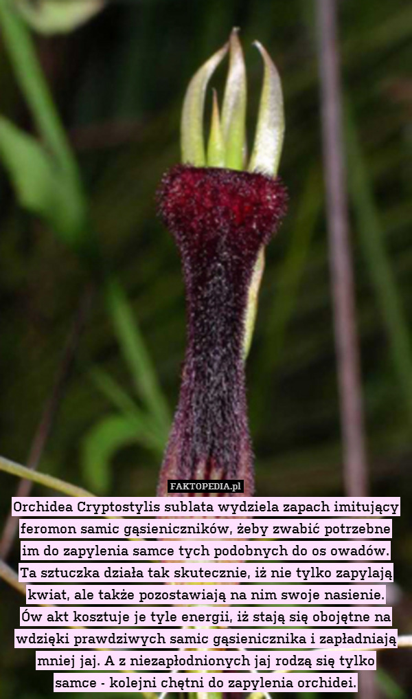Orchidea Cryptostylis sublata wydziela zapach imitujący feromon samic gąsieniczników, żeby zwabić potrzebne
im do zapylenia samce tych podobnych do os owadów.
Ta sztuczka działa tak skutecznie, iż nie tylko zapylają kwiat, ale także pozostawiają na nim swoje nasienie.
Ów akt kosztuje je tyle energii, iż stają się obojętne na wdzięki prawdziwych samic gąsienicznika i zapładniają mniej jaj. A z niezapłodnionych jaj rodzą się tylko
samce - kolejni chętni do zapylenia orchidei. 