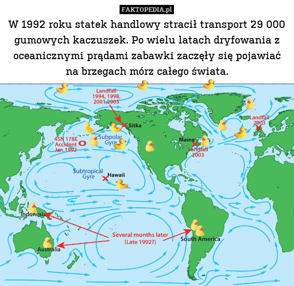 W 1992 roku statek handlowy stracił transport 29 000 gumowych kaczuszek. Po wielu latach dryfowania z oceanicznymi prądami zabawki zaczęły się pojawiać na brzegach mórz całego świata. 