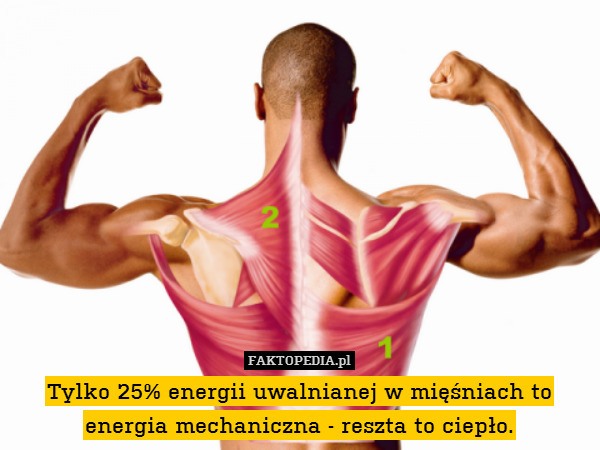 Tylko 25% energii uwalnianej w mięśniach to energia mechaniczna - reszta to ciepło. 