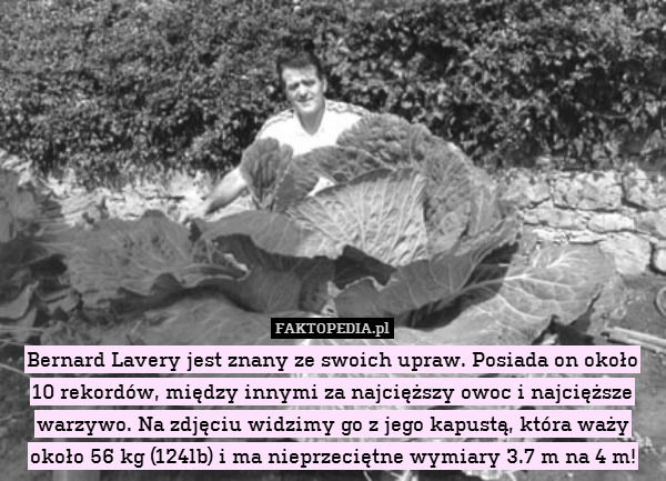 Bernard Lavery jest znany ze swoich upraw. Posiada on około
10 rekordów, między innymi za najcięższy owoc i najcięższe warzywo. Na zdjęciu widzimy go z jego kapustą, która waży około 56 kg (124lb) i ma nieprzeciętne wymiary 3.7 m na 4 m! 