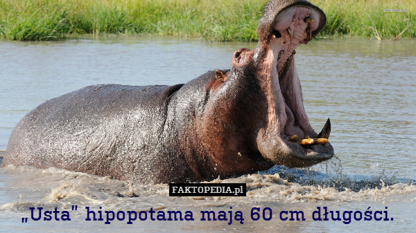 „Usta” hipopotama mają 60 cm długości. 