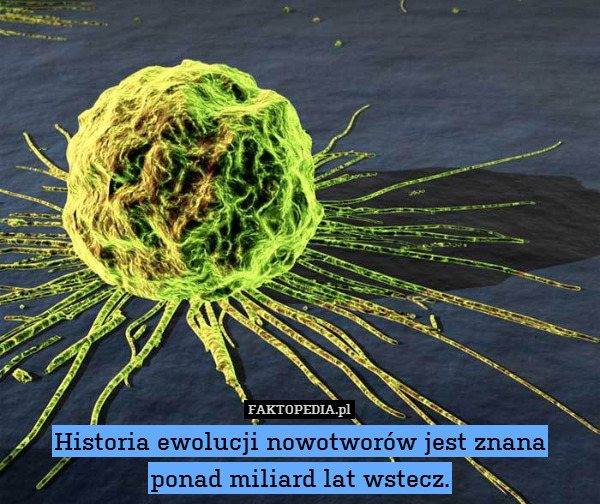 Historia ewolucji nowotworów jest znana
ponad miliard lat wstecz. 