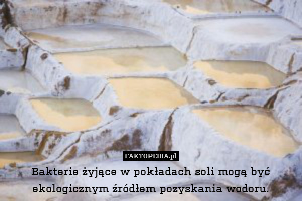 Bakterie żyjące w pokładach soli mogą być ekologicznym źródłem pozyskania wodoru. 