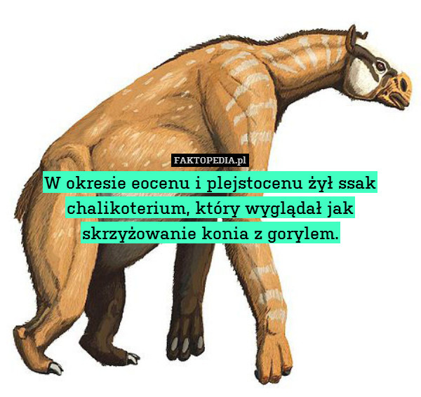 W okresie eocenu i plejstocenu żył ssak chalikoterium, który wyglądał jak
skrzyżowanie konia z gorylem. 