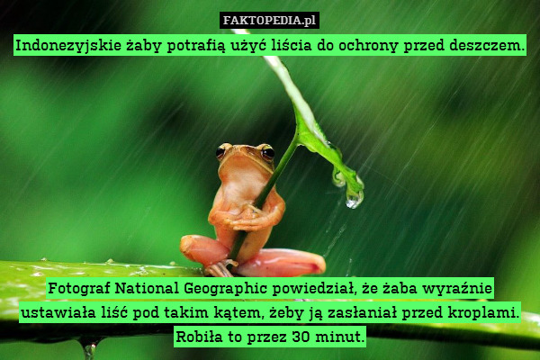 Indonezyjskie żaby potrafią użyć liścia do ochrony przed deszczem.









Fotograf National Geographic powiedział, że żaba wyraźnie ustawiała liść pod takim kątem, żeby ją zasłaniał przed kroplami. Robiła to przez 30 minut. 
