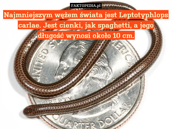 Najmniejszym wężem świata jest Leptotyphlops carlae. Jest cienki, jak spaghetti, a jego
długość wynosi około 10 cm. 