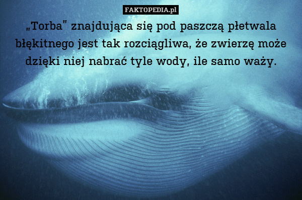 „Torba” znajdująca się pod paszczą płetwala błękitnego jest tak rozciągliwa, że zwierzę może dzięki niej nabrać tyle wody, ile samo waży. 