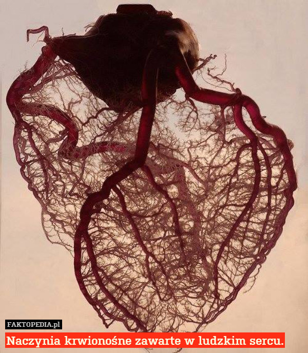 Naczynia krwionośne zawarte w ludzkim sercu. 
