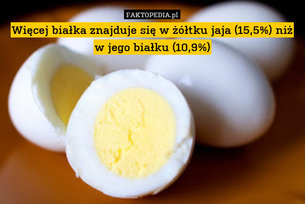Więcej białka znajduje się w żółtku jaja (15,5%) niż w jego białku (10,9%) 