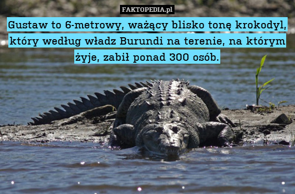 Gustaw to 6-metrowy, ważący blisko tonę krokodyl, który według władz Burundi na terenie, na którym żyje, zabił ponad 300 osób. 