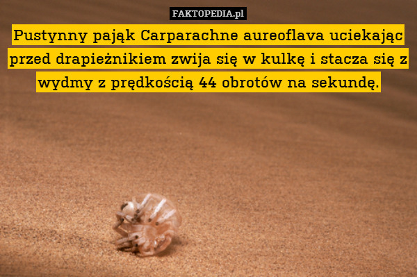 Pustynny pająk Carparachne aureoflava uciekając przed drapieżnikiem zwija się w kulkę i stacza się z wydmy z prędkością 44 obrotów na sekundę. 