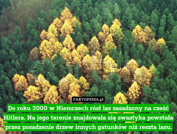Do roku 2000 w Niemczech rósł las zasadzony na cześć Hitlera. Na jego terenie znajdowała się swastyka powstała przez posadzenie drzew innych gatunków niż reszta lasu. 