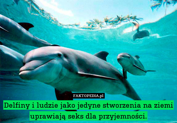 Delfiny i ludzie jako jedyne stworzenia na ziemi uprawiają seks dla przyjemności. 