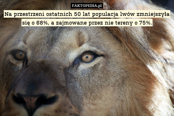 Na przestrzeni ostatnich 50 lat populacja lwów zmniejszyła się o 68%, a zajmowane przez nie tereny o 75%. 