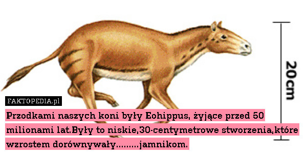 Przodkami naszych koni były Eohippus, żyjące przed 50 milionami lat.Były to niskie,30-centymetrowe stworzenia,które wzrostem dorównywały.........jamnikom. 