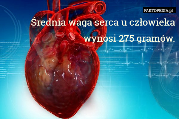 Średnia waga serca u człowieka
 wynosi 275 gramów. 