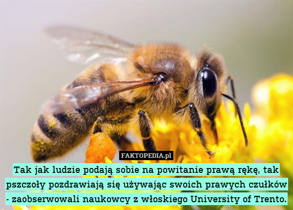 Tak jak ludzie podają sobie na powitanie prawą rękę, tak pszczoły pozdrawiają się używając swoich prawych czułków - zaobserwowali naukowcy z włoskiego University of Trento. 