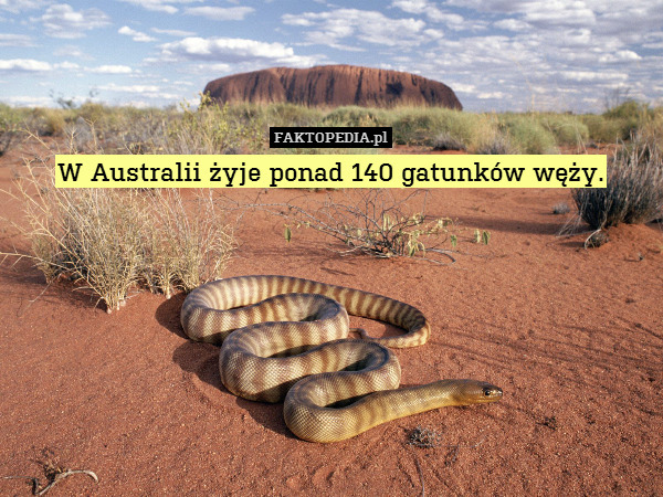 W Australii żyje ponad 140 gatunków węży. 