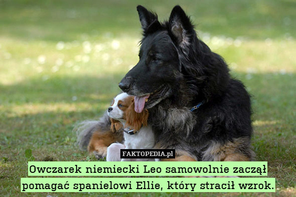 Owczarek niemiecki Leo samowolnie zaczął pomagać spanielowi Ellie, który stracił wzrok. 