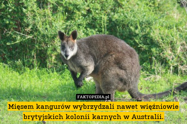 Mięsem kangurów wybrzydzali nawet więźniowie brytyjskich kolonii karnych w Australii. 